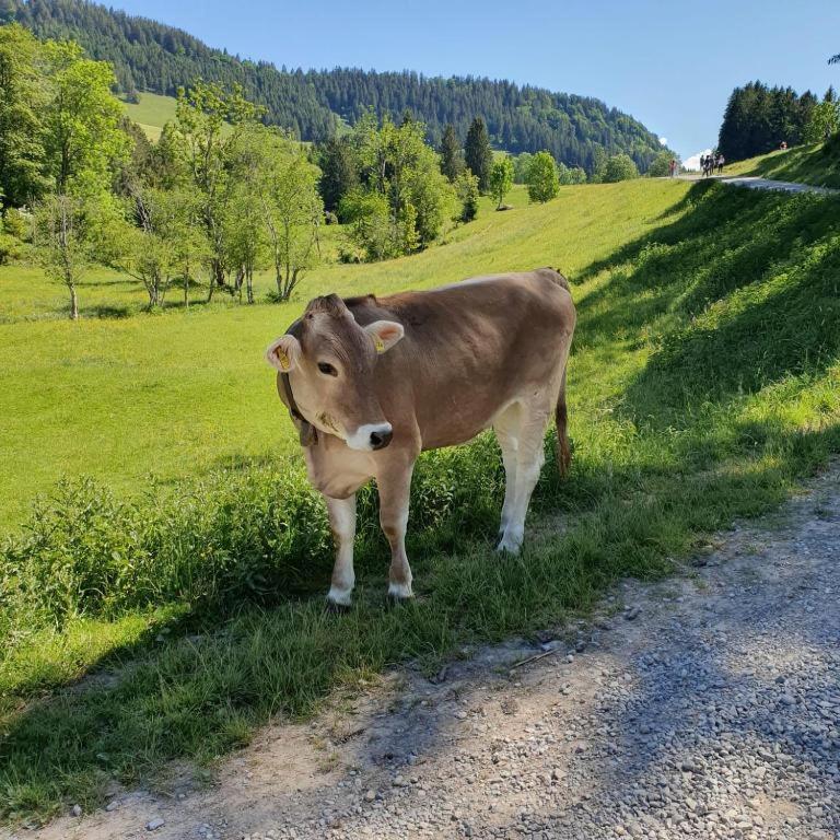 Appartamento Alpenglueck Im Oberallgaeu Mit Hallenbad, Sauna, Wlan